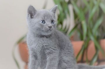 ロシアンブルー【大阪府・男の子・2021年4月26日・ブルー（ショート・ダブルコート）】の写真「兄妹で僕だけ男の子なんだ💜」