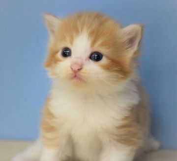 ノルウェージャンフォレストキャット【大阪府・男の子・2020年5月5日・レッドマッカレルタビー&ホワイト】の写真「兄弟、みんなイケメンだよ♬パパはTICAチャンピオ」