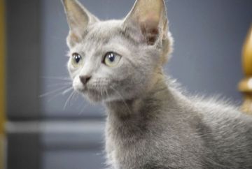 ロシアンブルー【大阪府・女の子・2019年6月10日・ブルー（ショート・ダブルコート）】の写真「パパは、ACFA(アメリカ)チャンピオン」