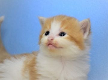 ノルウェージャンフォレストキャット【大阪府・男の子・2020年5月5日・レッドマッカレルタビー&ホワイト】の写真「最高のハンサムボーイ🎵パパはTICAチャンピオン♬」