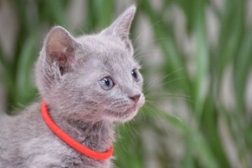 ロシアンブルー【大阪府・女の子・2017年6月1日・ブルー（ショート ダブルコート）】の写真「父：ACFA(アメリカチャンピオン）」