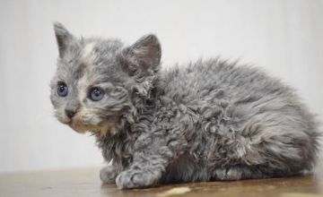 セルカークレックス【大阪府・女の子・2019年5月14日・ブルー&クリーム（セミロング・巻毛）】の写真「巻毛の可愛いお嬢様♡」