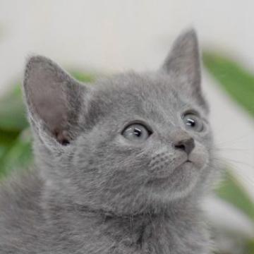 ロシアンブルー【大阪府・女の子・2022年9月21日・ブルー（ショート・ダブルコート）】の写真「最高だねこのお顔！もちろん性格も抜群だよ💕」