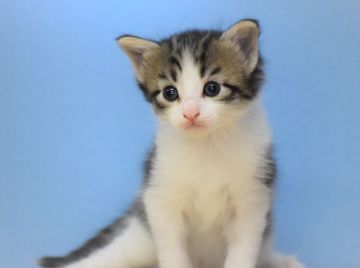 ノルウェージャンフォレストキャット【大阪府・女の子・2020年5月5日・ブラウンマッカレルタビー&ホワイト】の写真「兄妹で私だけ女の子よ♡パパはTICAチャンピオ🎵」