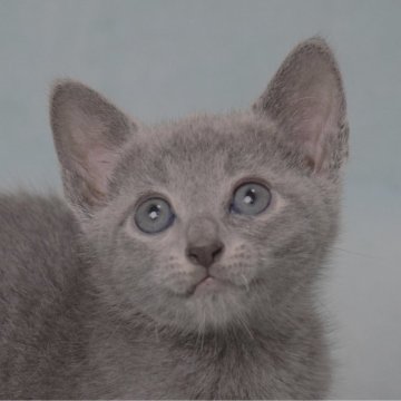 ロシアンブルー【大阪府・男の子・2024年8月8日・ブルー（ショート・ダブルコート）】の写真「最高だねこのお顔！もちろん性格も抜群だよ💕」