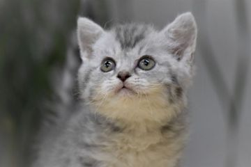 セルカークレックス【大阪府・男の子・2020年11月11日・シルバーマッカレル・タビー（ショート（巻毛））】の写真「パパはACFA(アメリカ)チャンピオン♬」