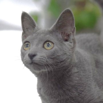 ロシアンブルー【大阪府・女の子・2023年11月23日・ブルー（ショート・ダブルコート）】の写真「最高だねこのお顔！もちろん性格も抜群だよ💕」