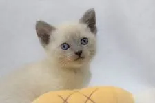 ロシアンブルー【大阪府・女の子・2022年3月10日・ブルーポイント】の写真1「4月10日撮影(生後31日目）」