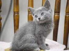 ロシアンブルー【大阪府・女の子・2019年10月27日・ブルー】の写真1「ぶりっ子ポーズだよ♪12月12日撮影(生後46日目)」