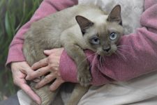 トンキニーズ【・女の子・2018年5月18日・シャンパン/ミンク   2021/01/06撮影】「抱かれていたら幸せなのよ💛」