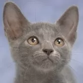 ロシアンブルー【大阪府・女の子・2024年8月10日・ブルー】の写真1「(生後62日目撮影)」