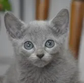 ロシアンブルー【大阪府・男の子・2023年9月21日・ブルー】の写真1「緊張したお顔だ事🎵11月18日撮影（生後58日目）」