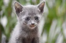 ロシアンブルー【大阪府・女の子・2019年4月15日・ブルー】の写真2「ちょっと困った顔だね♪5月24日撮影(生後39日目）」