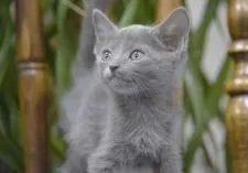 ロシアンブルー【大阪府・女の子・2019年4月22日・ブルー】の写真2「６月３日撮影(生後42日目）」