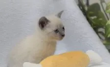 ロシアンブルー【大阪府・女の子・2022年3月10日・ブルーポイント】の写真2「4月10日撮影(生後31日目）」