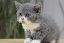 セルカークレックス【大阪府・女の子・2020年11月11日・ブルータビー&ホワイト】の写真2「如何！こんなお顔見た事ある？可愛いでしょ💛12月28日撮影(生後47日目）」