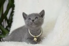 ロシアンブルー【大阪府・女の子・2018年1月7日・ブルー】の写真2「私って、なんでこんなに美人なの♡　2月12日撮影(生後36日目）」