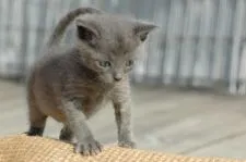 ロシアンブルー【大阪府・男の子・2016年11月11日・ブルー】の写真2「獲物を狙っているの？」