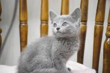 ロシアンブルー【大阪府・女の子・2019年10月27日・ブルー】の写真2「このポーズもモデルさんみたいだね♪12月12日撮影(生後46日目)」