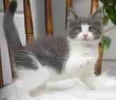 ノルウェージャンフォレストキャット【大阪府・男の子・2024年6月18日・ブルーホワイト】の写真2