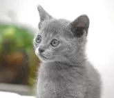 ロシアンブルー【大阪府・男の子・2024年1月24日・ブルー】の写真2