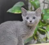 ロシアンブルー【大阪府・女の子・2022年5月7日・ブルー】の写真2「7月13日撮影(生後77日目）」