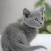 ロシアンブルー【大阪府・女の子・2022年9月24日・ブルー】の写真2「10月28日撮影(生後34日目）」