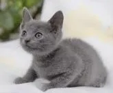 ロシアンブルー【大阪府・男の子・2022年8月21日・ブルー】の写真2「10月6日撮影(生後46日目）」