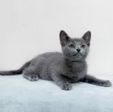 ロシアンブルー【大阪府・女の子・2024年3月31日・ブルー】の写真3「お顔も体形も、そしてお色も最高だね💕６月３日撮影（生後63日目）」