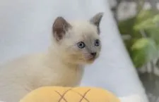 ロシアンブルー【大阪府・女の子・2022年3月10日・ブルーポイント】の写真3「4月10日撮影(生後31日目）」