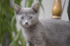 ロシアンブルー【大阪府・女の子・2019年6月10日・ブルー】の写真3「しっかりカメラ目線♪8月14日撮影（生後65日目）」