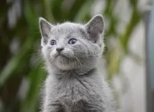 ロシアンブルー【大阪府・女の子・2019年4月6日・ブルー】の写真3「女の子なのに凛々しいお顔だね♡5月10日撮影(生後34日目）」