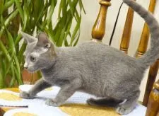 ロシアンブルー【大阪府・男の子・2019年4月15日・ブルー】の写真3「チョットへっぴり腰かな！8月23日撮影(生後130日）」