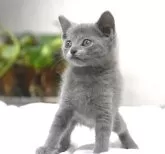 ロシアンブルー【大阪府・男の子・2024年1月24日・ブルー】の写真4