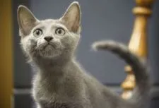 ロシアンブルー【大阪府・男の子・2019年4月22日・ブルー】の写真4「お兄ちゃんぶってるの？7月19日日撮影(生後88日目）」