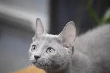 ロシアンブルー【大阪府・男の子・2018年6月8日・ブルー】の写真4「　ウン！あれはなんだ♪10月19日撮影(生後133日目）」