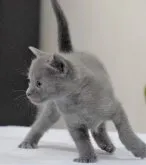 ロシアンブルー【大阪府・男の子・2023年3月12日・ブルー】の写真4「4月3日撮影(生後32日目）」