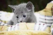 ロシアンブルー【大阪府・男の子・2018年11月23日・ブルー】の写真4「この表情！たまらない♡12月31日撮影(生後38日目）」