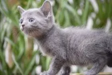 ロシアンブルー【大阪府・女の子・2019年4月15日・ブルー】の写真4「私！色んな表情出来るんだよ♡5月24日撮影(生後39日目）」