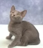 ロシアンブルー【大阪府・女の子・2024年8月10日・ブルー】の写真4「(生後62日目撮影)」