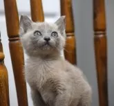 トンキニーズ【大阪府・女の子・2024年1月10日・ナチュラル】の写真4「遠くを見つめて物思いにふけってるの？（生後5１日目撮影）」