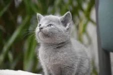 ロシアンブルー【大阪府・男の子・2019年4月6日・ブルー】の写真4「お目めも本来のアーモンド型だよ♡5月10日撮影(生後34日目）」