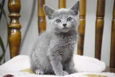 ロシアンブルー【大阪府・女の子・2019年10月27日・ブルー】の写真4「これは記念撮影かな？12月12日撮影(生後46日目)」