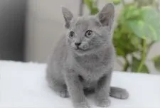 ロシアンブルー【大阪府・男の子・2021年9月20日・ブルー】の写真4「11月16日撮影(生後57日目）」