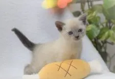 ロシアンブルー【大阪府・女の子・2022年3月10日・ブルーポイント】の写真5「4月10日撮影(生後31日目）」