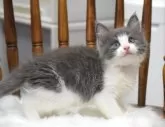ノルウェージャンフォレストキャット【大阪府・男の子・2024年6月18日・ブルーホワイト】の写真5