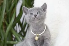 ロシアンブルー【大阪府・女の子・2018年1月7日・ブルー】の写真5「ロシアンブルー専門誌の表紙みたいだね♪　2月12日撮影(生後36日目）」