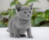 ロシアンブルー【大阪府・女の子・2022年9月24日・ブルー】の写真5「10月28日撮影(生後34日目）」