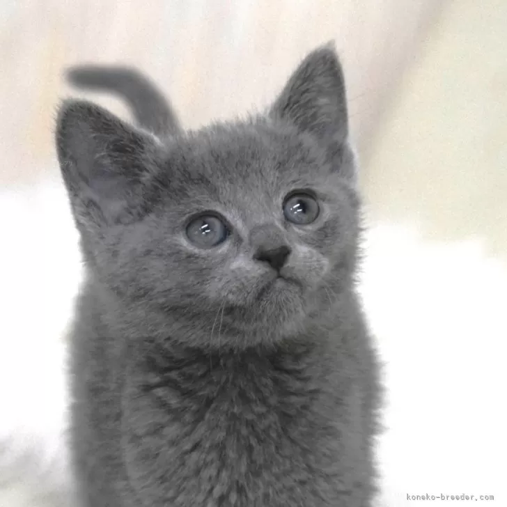 ID:2501-01442の子猫