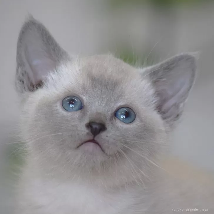 ID:2504-00929の子猫
